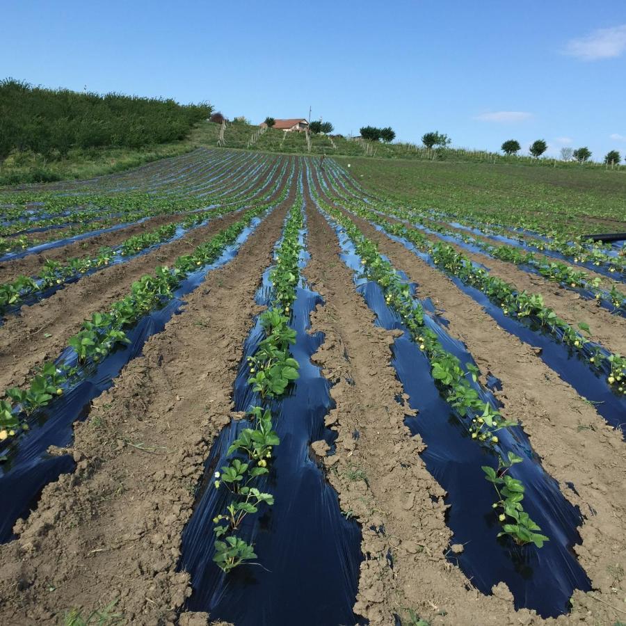 مبيت وإفطار توردا Wineyards Salin المظهر الخارجي الصورة