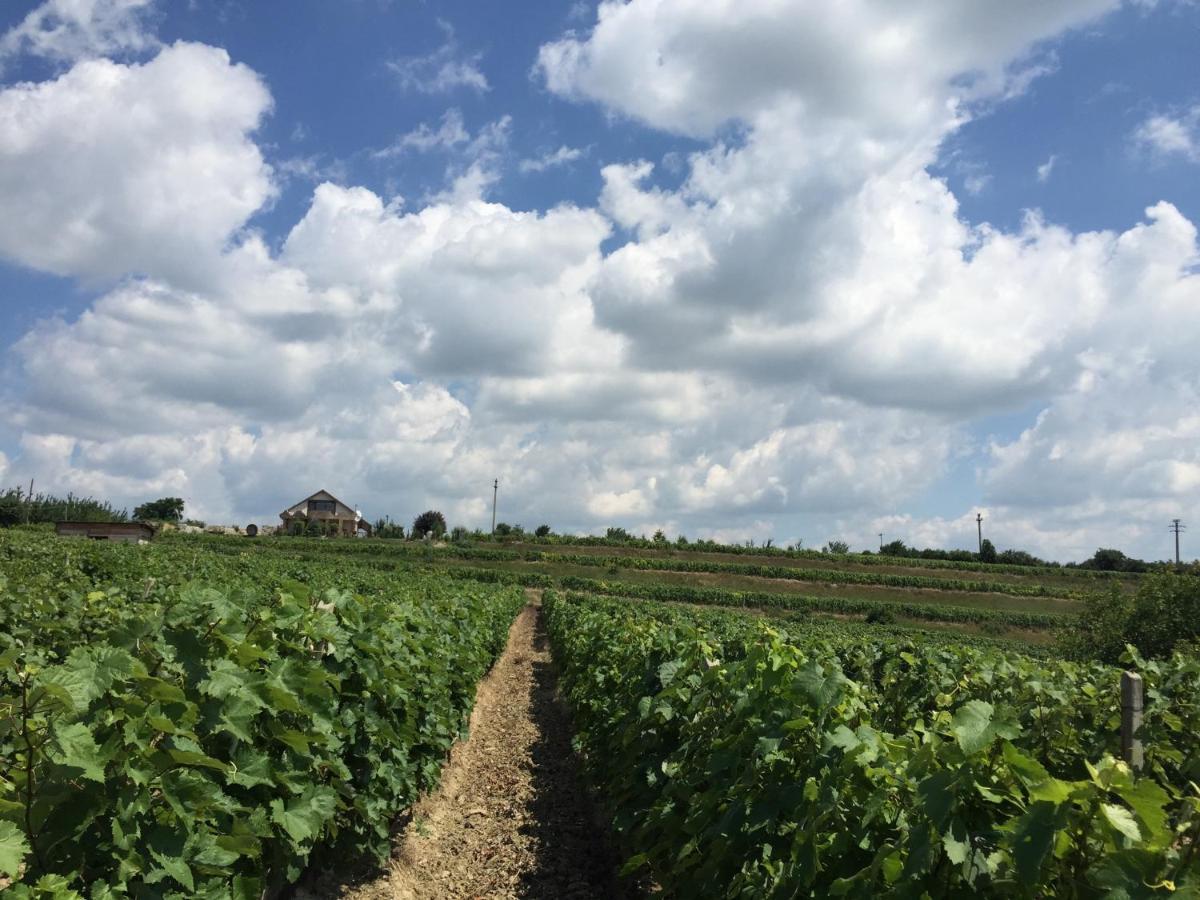 مبيت وإفطار توردا Wineyards Salin المظهر الخارجي الصورة